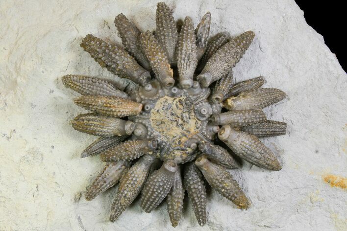 Jurassic Club Urchin (Caenocidaris) - Boulmane, Morocco #139008